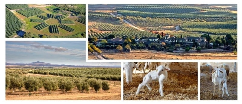 Španělská olivová farma Casas de Hualdo nedaleko Toleda